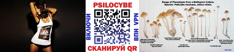 Купить где  Клинцы  Псилоцибиновые грибы Psilocybe 